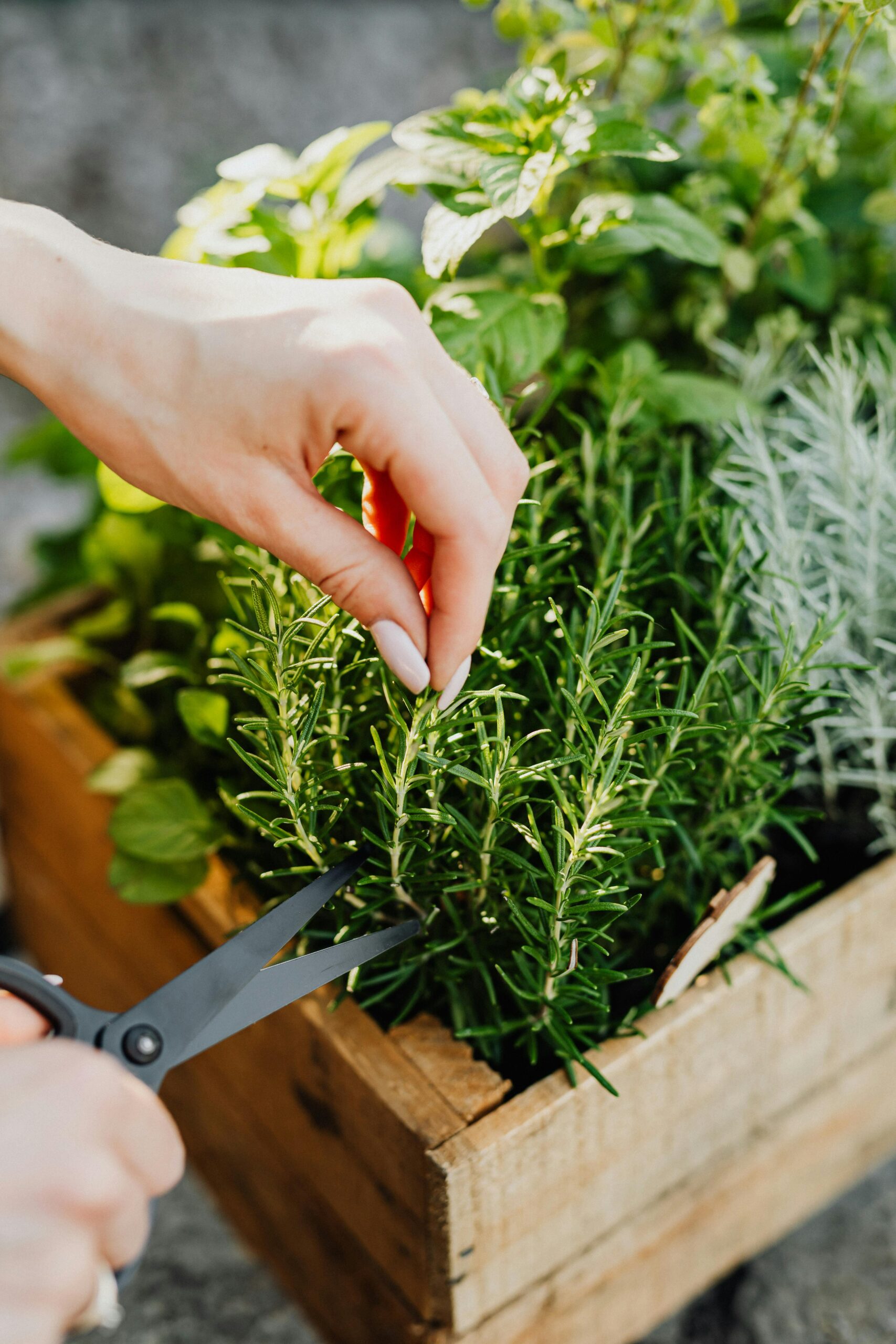 A box of herbs showing the best vegetables for hot climates that produce all summer and  the best crops for southern gardens