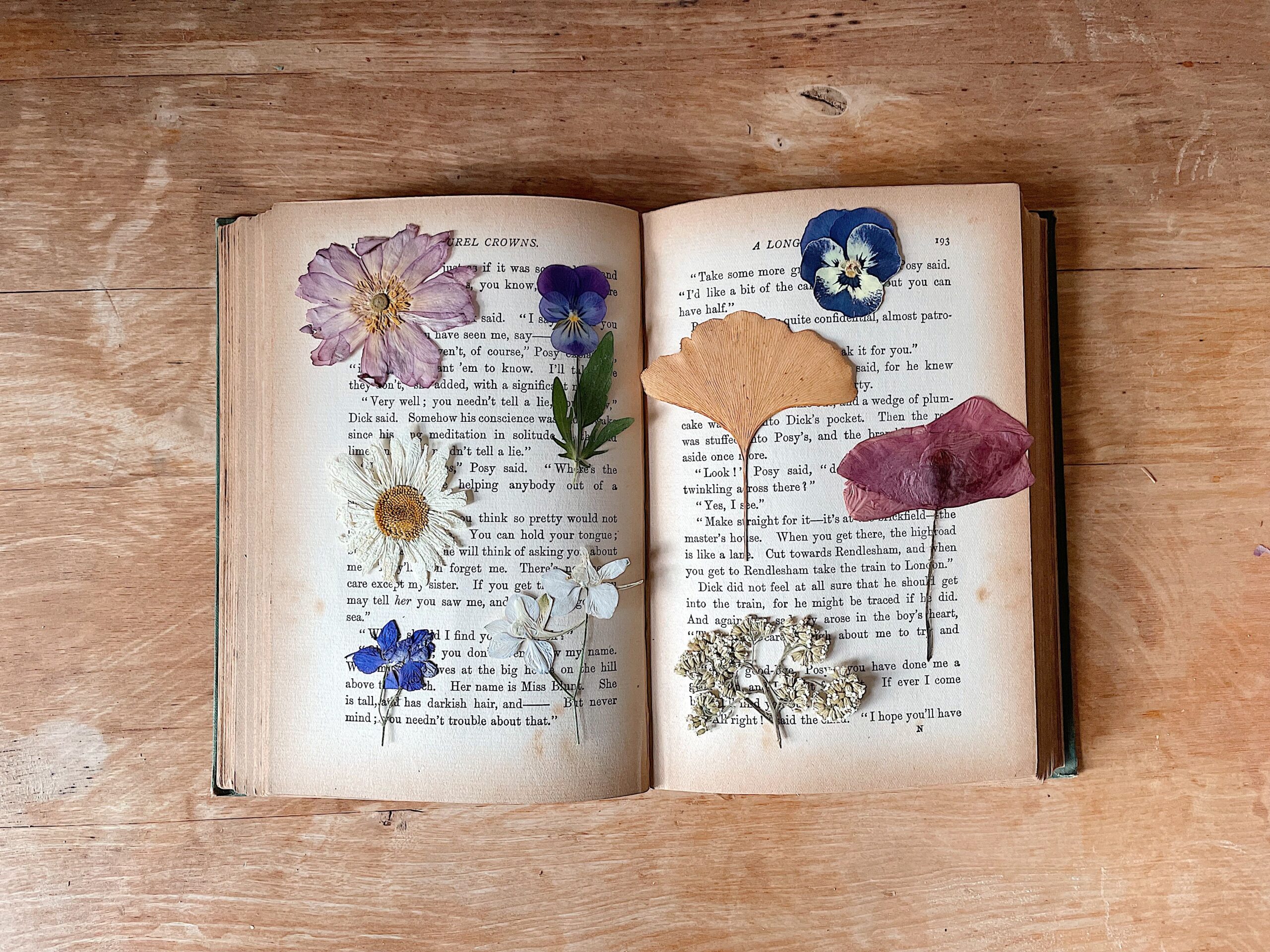 Pressed flowers demonstrating how to press flowers in a book