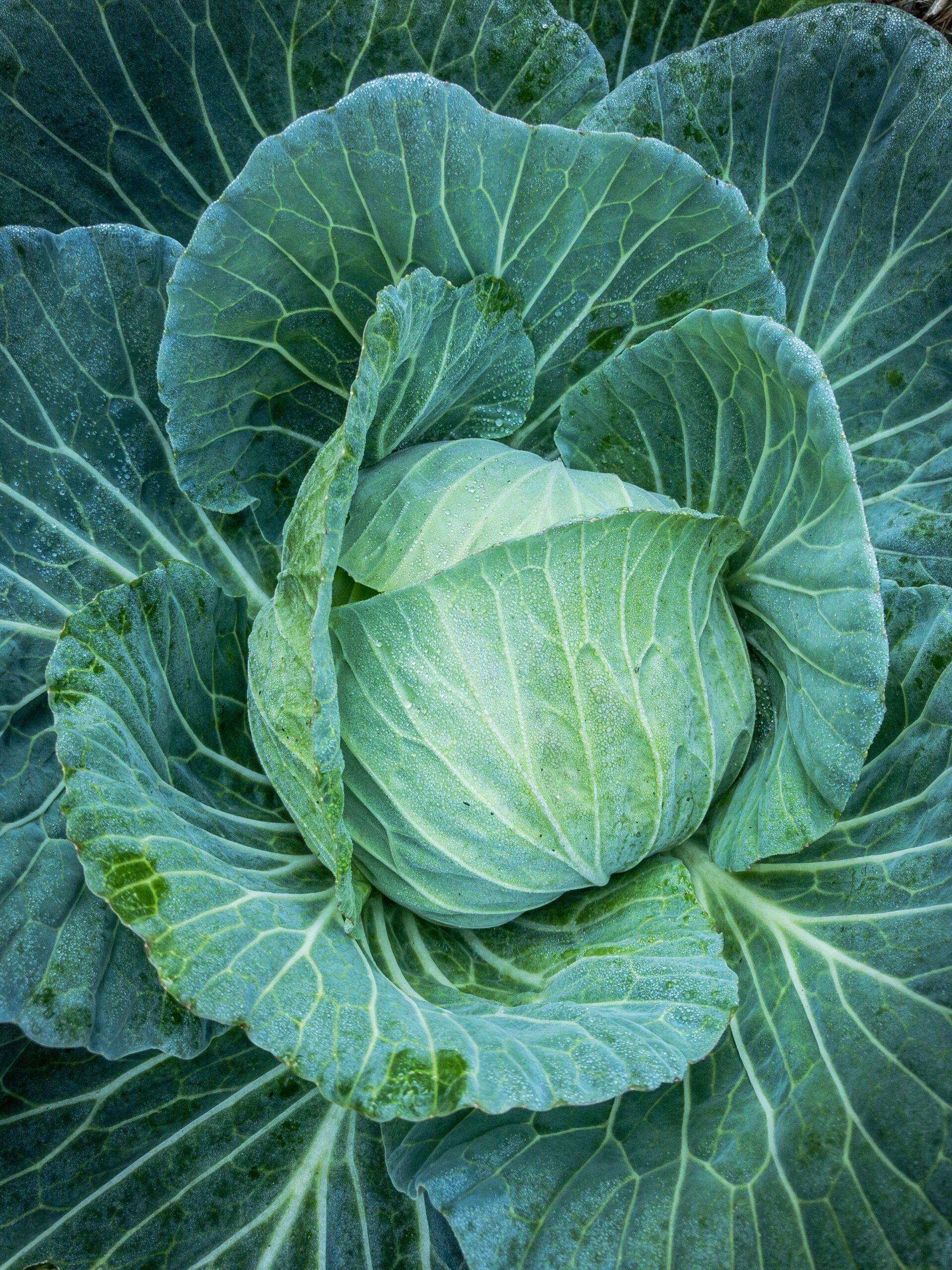 Cabbage for fall gardening crops and what to plant in late summer