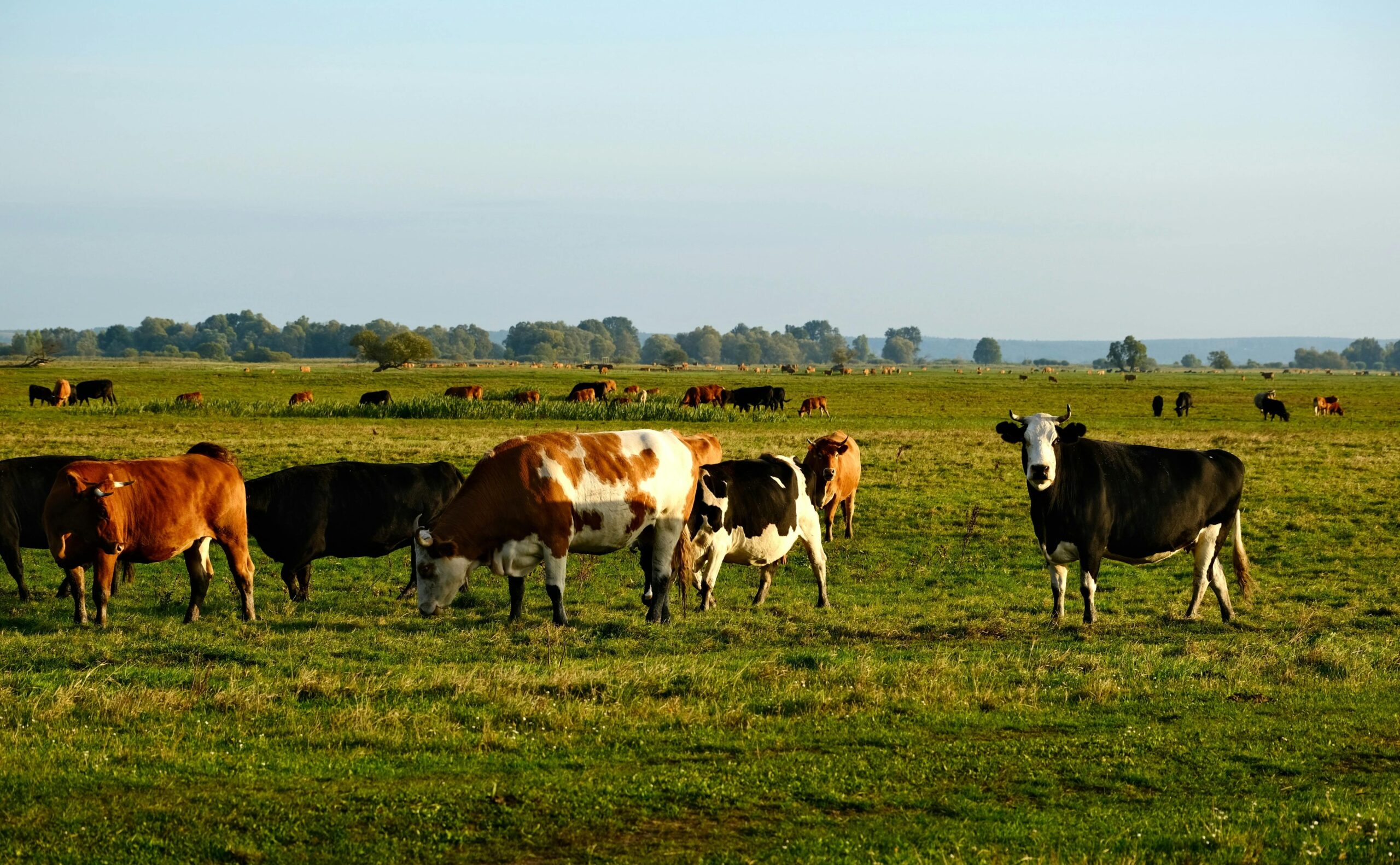 Cows grazing on the best land for homesteading showing what to look for when buying homestead land