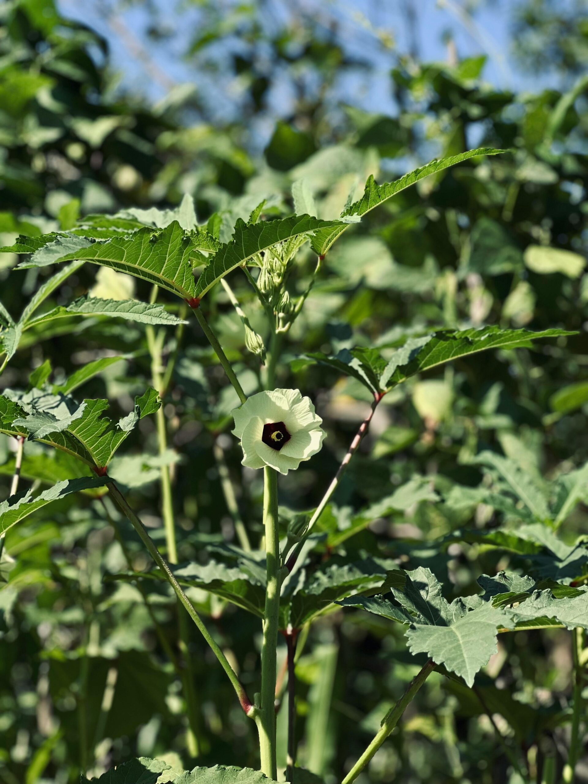 An okra plant showing how to grow okra and southern gardening