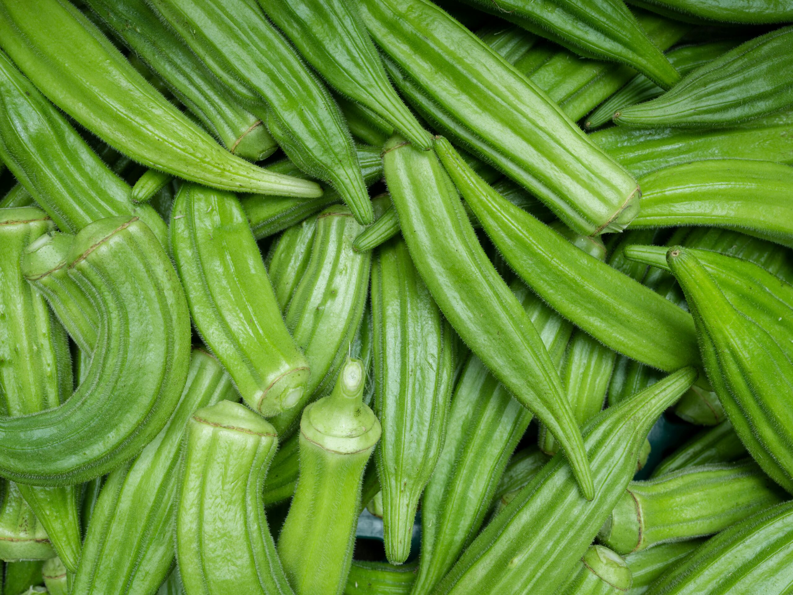 A group of growing okra in an okra planting guide