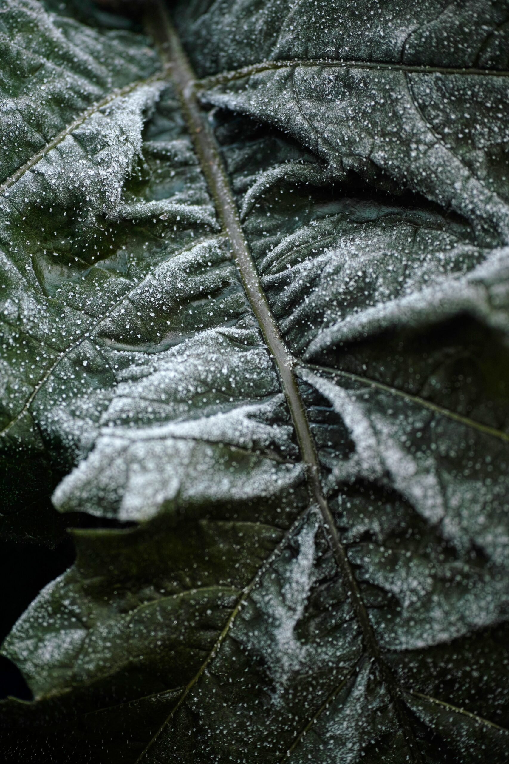 A leaf with powdery mildew showing how to treat powdery mildew organically and organic powdery mildew treatment.