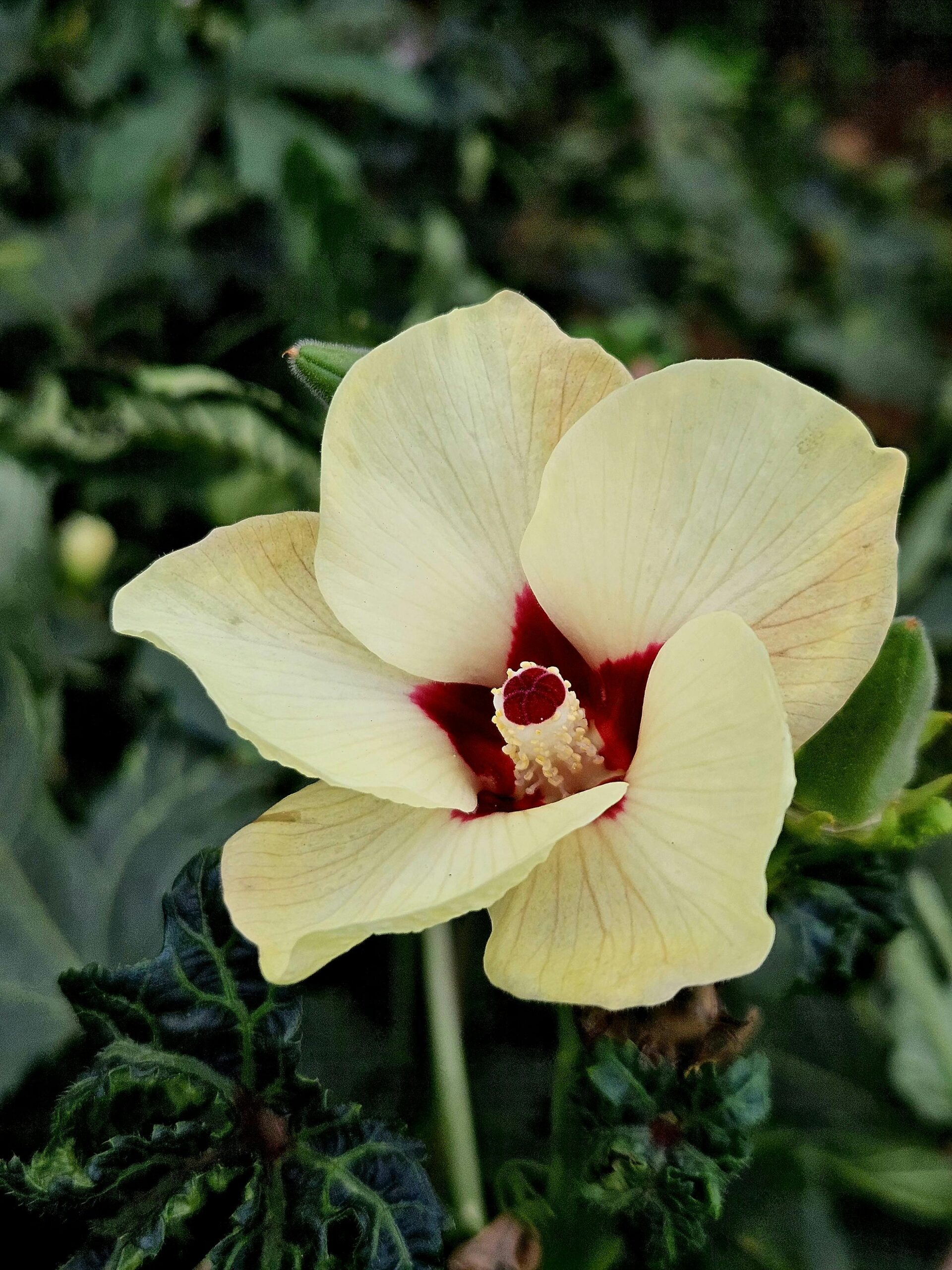 An okra flower for a guide on how to grow okra in a home garden and best tips for growing okra