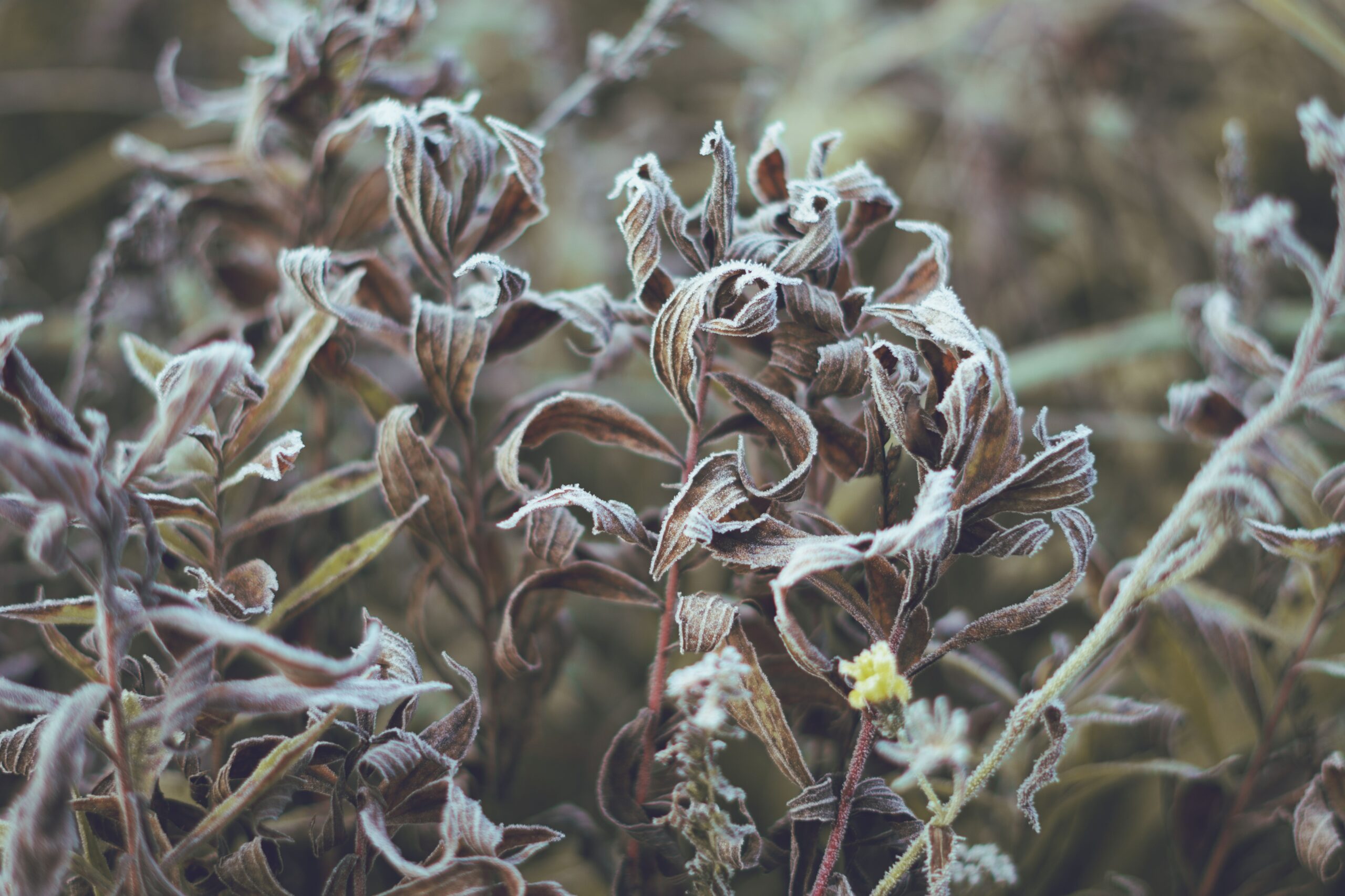 Cleaning up garden debris is how to get rid of powdery mildew naturally and a part of powdery mildew prevention.