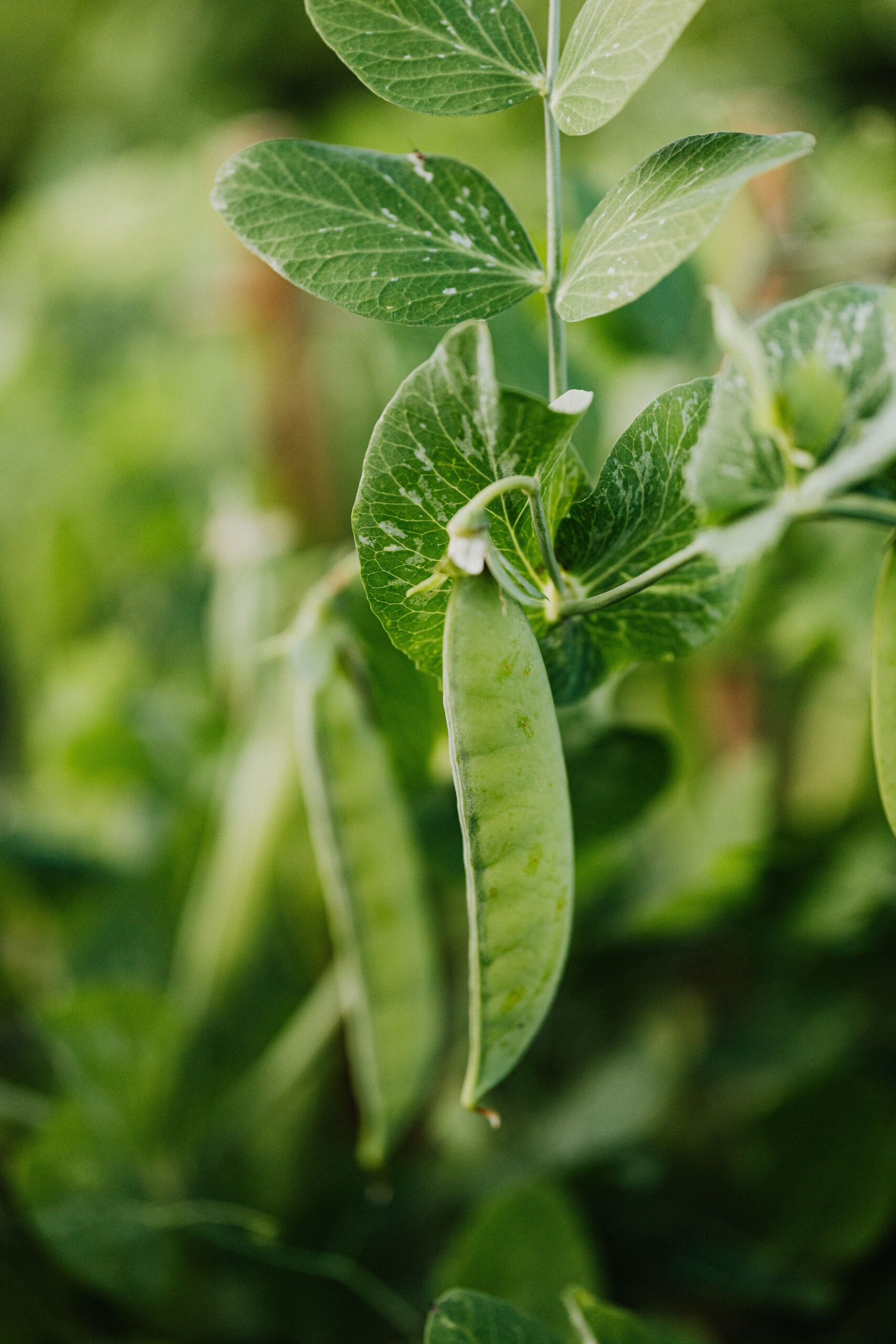Peas in a fall vegetable garden are a part of the best vegetables to plant for a fall garden