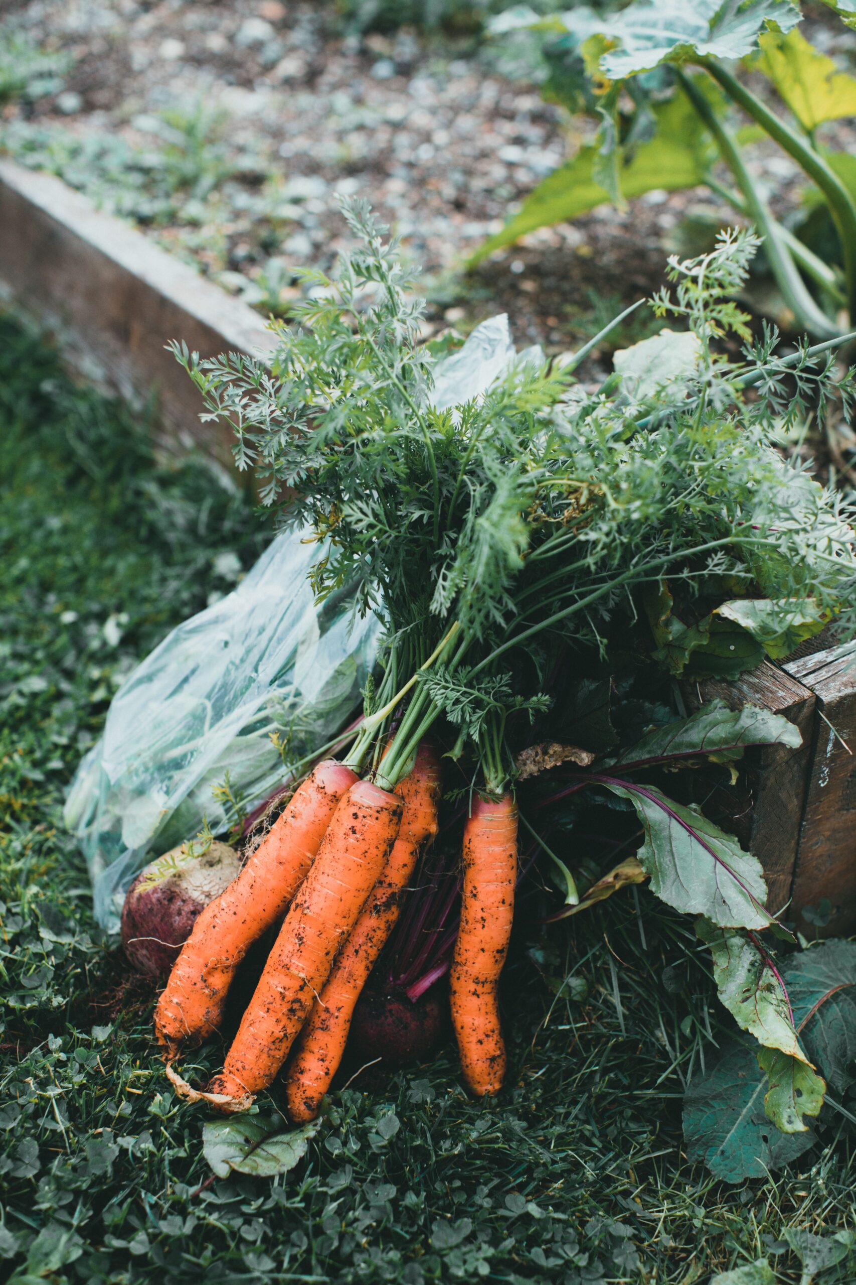 Carrots are vegetables for fall gardening and  one of 15 crops you can plant in late summer