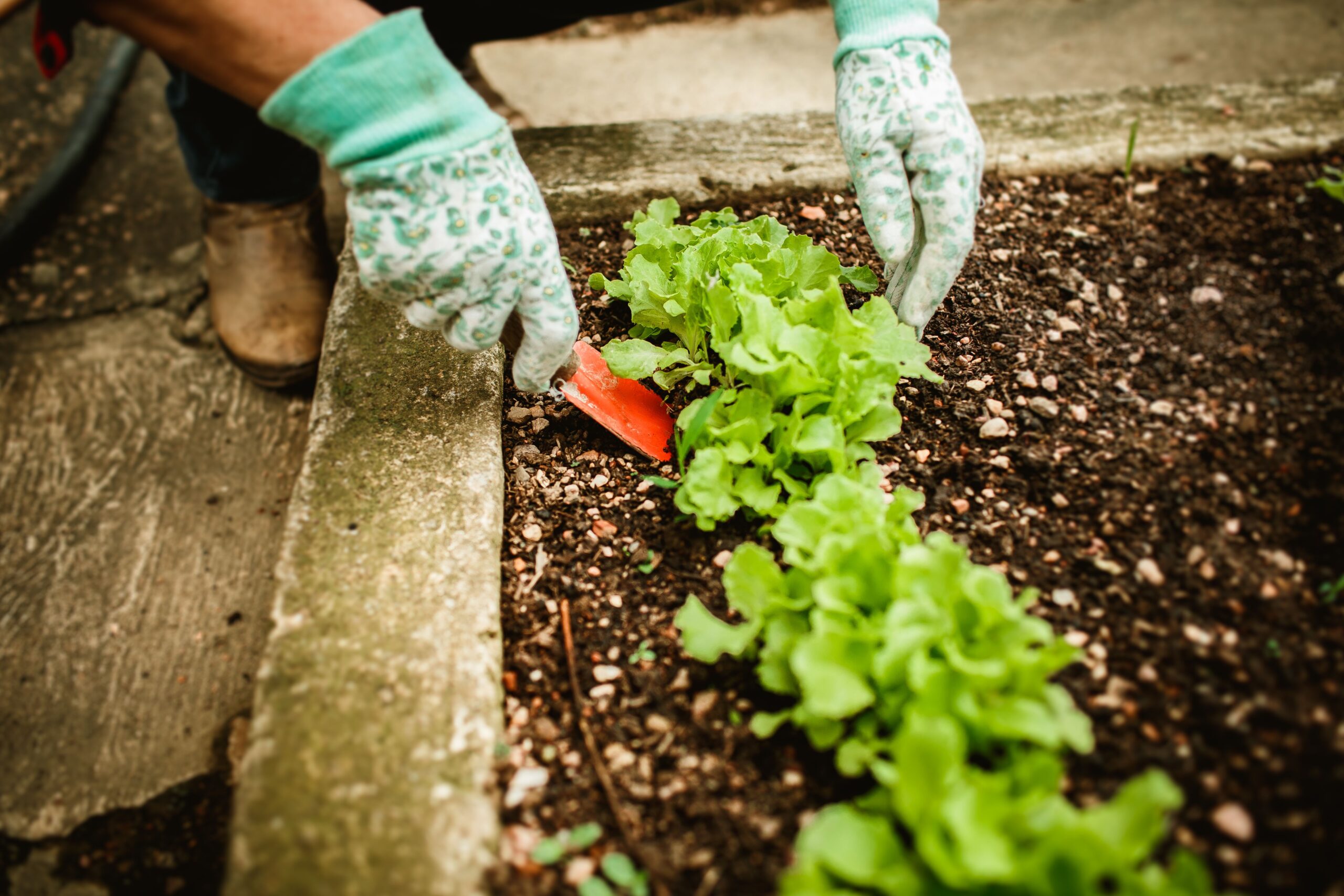 A gardener harvesting lettuce, showing how to recover from gardening burnout and why gardening feels overwhelming