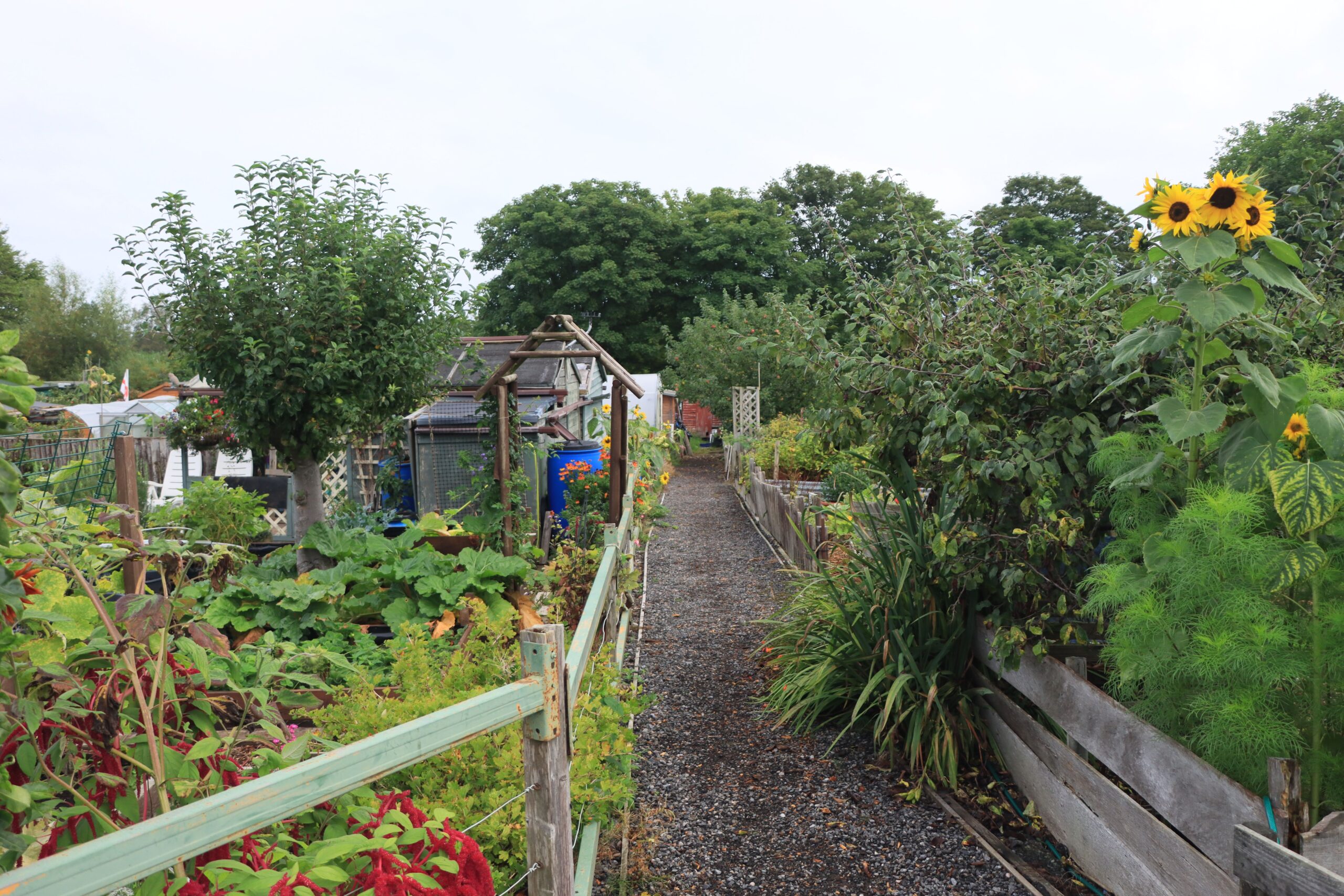 A simple garden showing how to simplify your garden to avoid garden overwhelm
