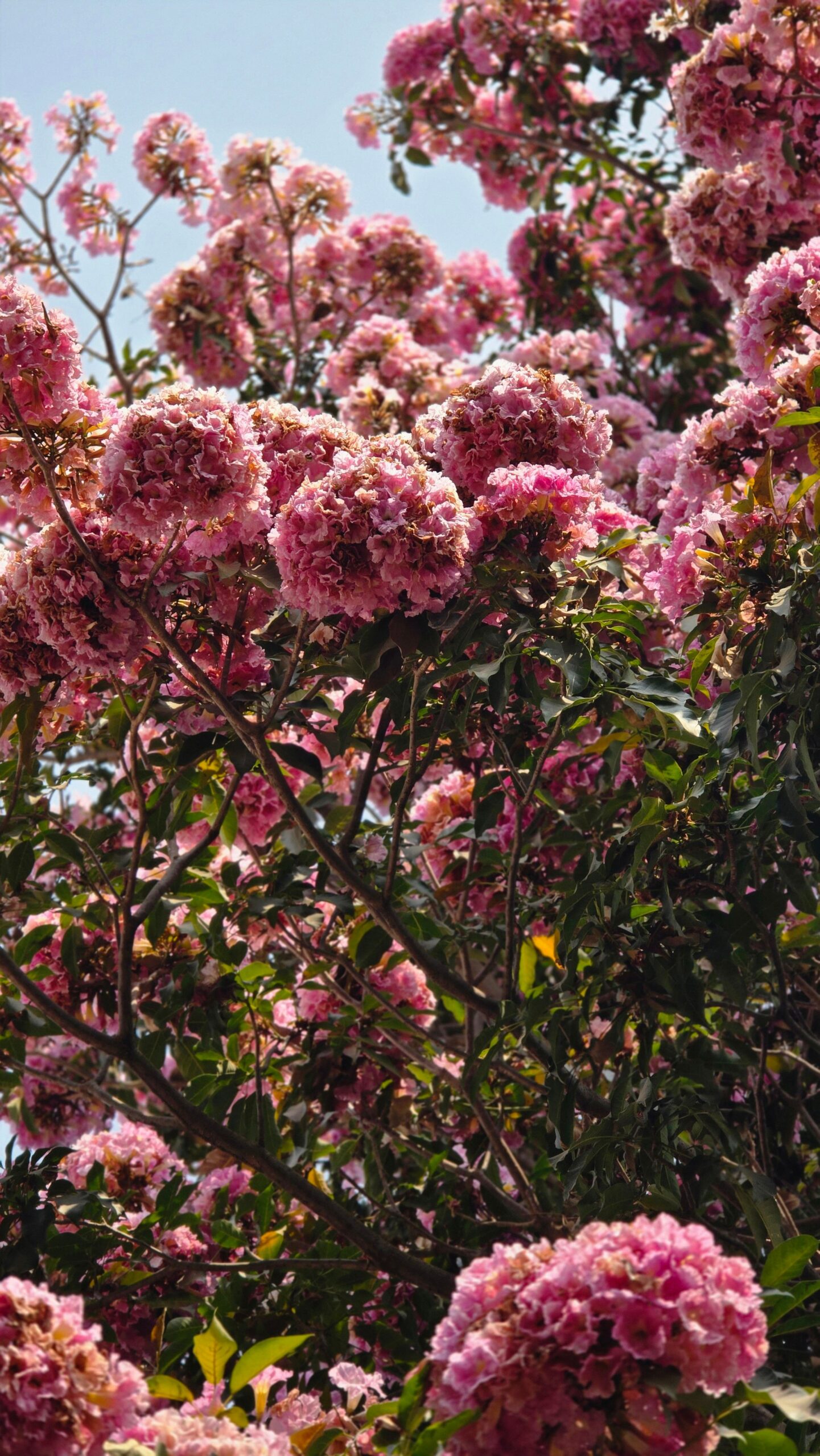 Flowering trees used in cottage garden planning and a cottage style garden layout